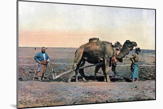 Farm Labourers Ploughing with a Camel, Caucasus, C1890-Gillot-Mounted Giclee Print
