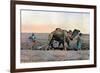 Farm Labourers Ploughing with a Camel, Caucasus, C1890-Gillot-Framed Giclee Print