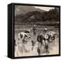 Farm Labourers Transplanting Rice Shoots Near Kyoto, Japan, 1904-Underwood & Underwood-Framed Stretched Canvas