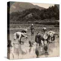 Farm Labourers Transplanting Rice Shoots Near Kyoto, Japan, 1904-Underwood & Underwood-Stretched Canvas