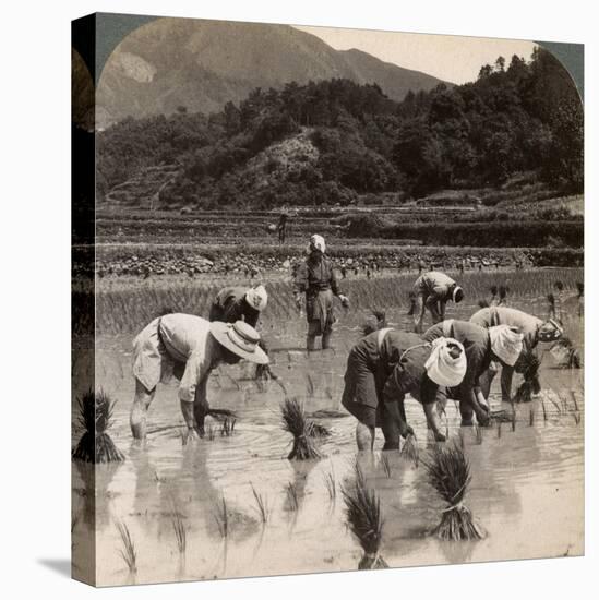 Farm Labourers Transplanting Rice Shoots Near Kyoto, Japan, 1904-Underwood & Underwood-Stretched Canvas