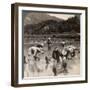 Farm Labourers Transplanting Rice Shoots Near Kyoto, Japan, 1904-Underwood & Underwood-Framed Photographic Print