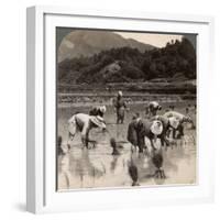 Farm Labourers Transplanting Rice Shoots Near Kyoto, Japan, 1904-Underwood & Underwood-Framed Photographic Print