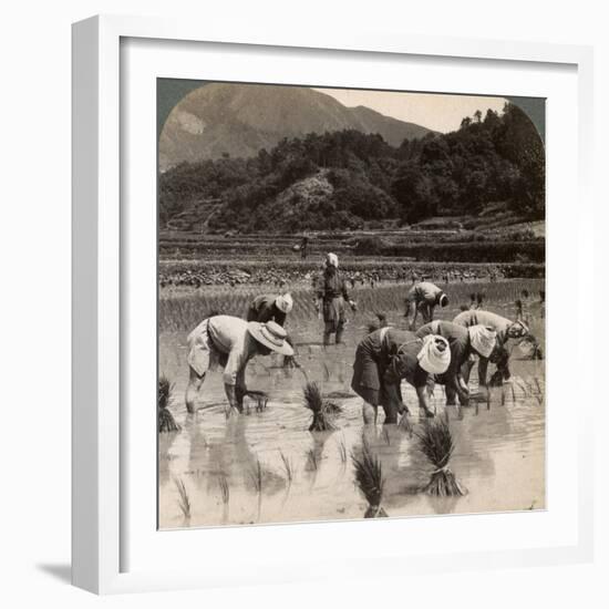 Farm Labourers Transplanting Rice Shoots Near Kyoto, Japan, 1904-Underwood & Underwood-Framed Photographic Print