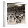 Farm Labourers Transplanting Rice Shoots Near Kyoto, Japan, 1904-Underwood & Underwood-Framed Photographic Print