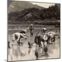 Farm Labourers Transplanting Rice Shoots Near Kyoto, Japan, 1904-Underwood & Underwood-Mounted Photographic Print