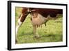 Farm, Meadow, Dairy Cow, Full Udder-Catharina Lux-Framed Photographic Print