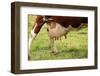Farm, Meadow, Dairy Cow, Full Udder-Catharina Lux-Framed Photographic Print