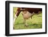 Farm, Meadow, Dairy Cow, Full Udder-Catharina Lux-Framed Photographic Print