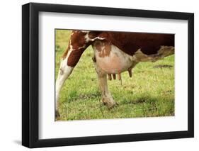 Farm, Meadow, Dairy Cow, Full Udder-Catharina Lux-Framed Photographic Print