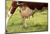 Farm, Meadow, Dairy Cow, Full Udder-Catharina Lux-Mounted Photographic Print