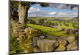 Farm Near Burnsall, Yorkshire Dales National Park, Yorkshire, England, United Kingdom, Europe-Miles Ertman-Mounted Photographic Print