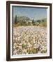 Farm Near Guillaumes-Hazel Barker-Framed Giclee Print