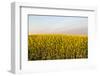 Farm of Flowering Canola Near Regent, North Dakota, USA-Chuck Haney-Framed Photographic Print