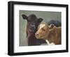 Farm Pals II-Carolyne Hawley-Framed Art Print