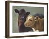 Farm Pals II-Carolyne Hawley-Framed Art Print