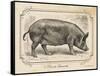 Farm Pig I-Gwendolyn Babbitt-Framed Stretched Canvas