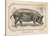 Farm Pig I-Gwendolyn Babbitt-Stretched Canvas