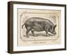 Farm Pig I-Gwendolyn Babbitt-Framed Art Print