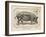 Farm Pig I-Gwendolyn Babbitt-Framed Art Print