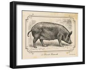Farm Pig I-Gwendolyn Babbitt-Framed Art Print