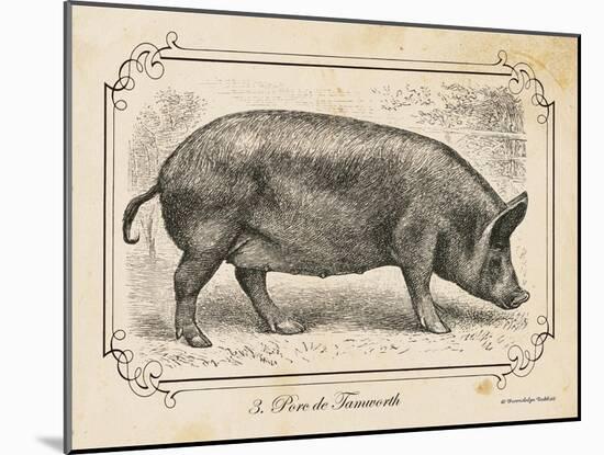 Farm Pig I-Gwendolyn Babbitt-Mounted Art Print