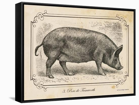 Farm Pig I-Gwendolyn Babbitt-Framed Stretched Canvas