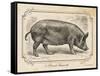 Farm Pig I-Gwendolyn Babbitt-Framed Stretched Canvas