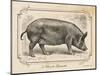 Farm Pig I-Gwendolyn Babbitt-Mounted Art Print