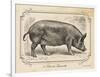 Farm Pig I-Gwendolyn Babbitt-Framed Art Print