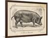 Farm Pig I-Gwendolyn Babbitt-Framed Art Print