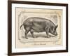 Farm Pig I-Gwendolyn Babbitt-Framed Art Print