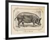 Farm Pig I-Gwendolyn Babbitt-Framed Art Print