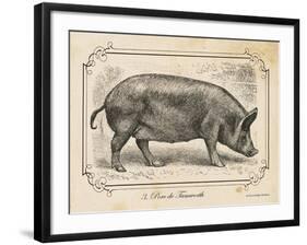 Farm Pig I-Gwendolyn Babbitt-Framed Art Print