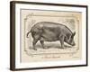 Farm Pig I-Gwendolyn Babbitt-Framed Art Print