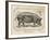 Farm Pig I-Gwendolyn Babbitt-Framed Art Print