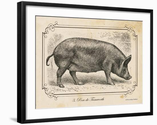 Farm Pig I-Gwendolyn Babbitt-Framed Art Print