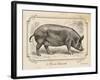 Farm Pig I-Gwendolyn Babbitt-Framed Art Print