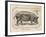 Farm Pig I-Gwendolyn Babbitt-Framed Art Print