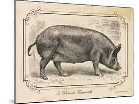 Farm Pig I-Gwendolyn Babbitt-Mounted Art Print