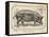 Farm Pig I-Gwendolyn Babbitt-Framed Stretched Canvas