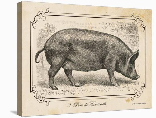 Farm Pig I-Gwendolyn Babbitt-Stretched Canvas