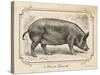 Farm Pig I-Gwendolyn Babbitt-Stretched Canvas