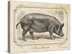 Farm Pig I-Gwendolyn Babbitt-Stretched Canvas