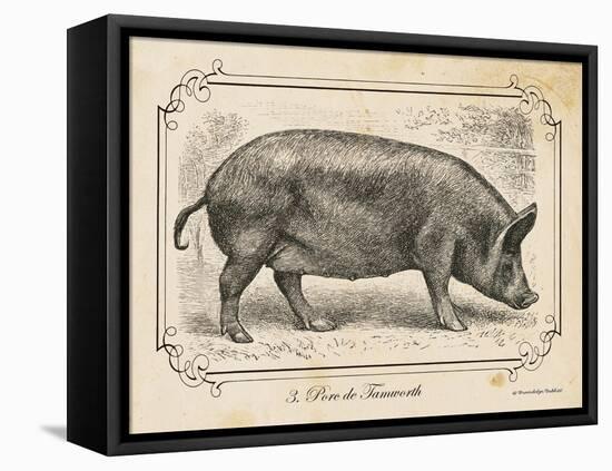 Farm Pig I-Gwendolyn Babbitt-Framed Stretched Canvas