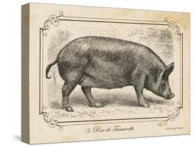 Farm Pig I-Gwendolyn Babbitt-Stretched Canvas