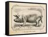 Farm Pig II-Gwendolyn Babbitt-Framed Stretched Canvas