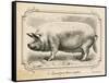 Farm Pig II-Gwendolyn Babbitt-Framed Stretched Canvas