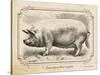 Farm Pig II-Gwendolyn Babbitt-Stretched Canvas