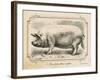 Farm Pig II-Gwendolyn Babbitt-Framed Art Print